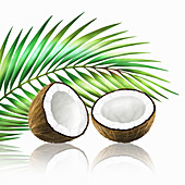 Coconut in two halves with coconut leaf, illustration
