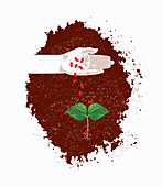 Hand pouring beans onto ground, illustration