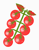 Vine ripe tomatoes, illustration