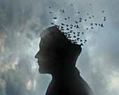 Man's head dissolving into flock of birds, illustration