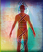 Double helix over human body, illustration