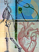 Human skeleton and human heart, illustration