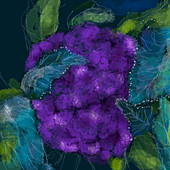 Close up of purple cauliflower, illustration