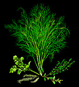 Variety of fresh herbs, illustration