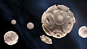 Emiliania Huxleyi phytoplankton, illustration