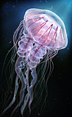 Compass jellyfish, illustration