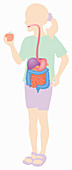 Digestive system girl eating apple, illustration