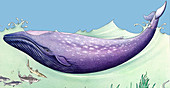 Blue whale, illustration