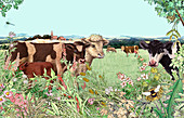 Cows, bull and calf in summer pasture, illustration
