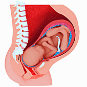 Cut away view of baby being born, illustration