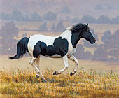 Black and white horse running in countryside, illustration