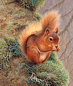 Red squirrel eating nut, illustration