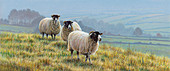 Blackface sheep in countryside, illustration