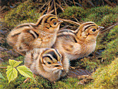 Three pheasant chicks in grass, illustration