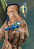 Two blue tits perched, illustration