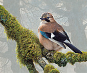 Eurasian jay perched on lichens on tree branch, illustration