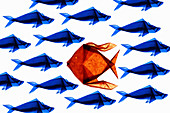 Orange origami fish, illustration