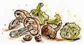 Variety of wild mushrooms, illustration