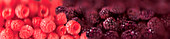 Raspberries and boysenberries, illustration