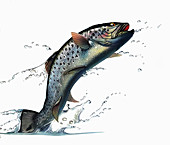 Salmon leaping out of water, illustration