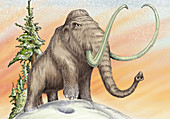 Mammoth with large tusks standing in snow, illustration