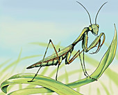 Praying mantis on blade of grass, illustration