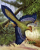 Archaeopteryx dinosaur flying, illustration