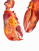 Two lobster claws, illustration