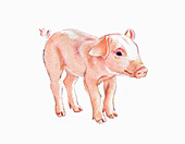 Piglet, illustration