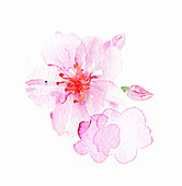 Blossom, illustration