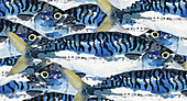 Mackerel fish, illustration
