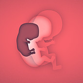 Stages in development of human foetus, illustration