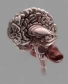 Cross section through human brain, illustration