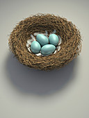 Nest with four blue eggs, illustration