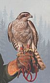 Goshawk perched on falconer's glove, illustration