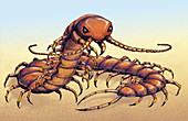 Chinese red-headed centipede, illustration