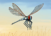 Prehistoric Meganeura insect, illustration