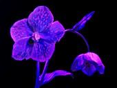 Evening primrose flowers in ultraviolet light