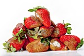 Mouldy strawberries