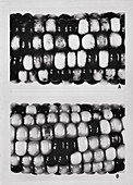Maze genetics research by McClintock, 1971