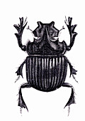 Beetle, 19th-century illustration
