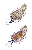 Bacterial cell structure, illustration