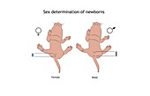 Sex determination of newborn mice, illustration