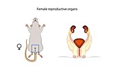 Mouse female reproductive system, illustration