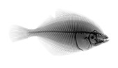 European flounder X-ray