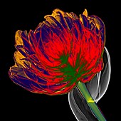 Parrot tulip (Tulipa sp.), X-ray