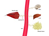 Interleukin 6 production in the body, illustration