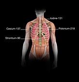 Radioactive isotopes affecting the human body, illustration