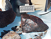 Meteorite found in Antarctica