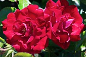 Rose (Rosa 'Ruby Anniversary') flowers